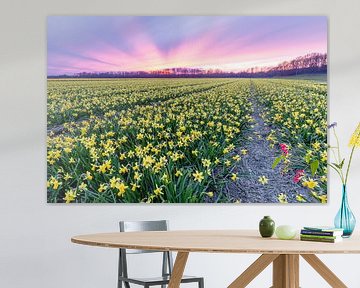 A field of yellow daffodils under a purple sky when the sun sets