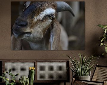 Close-up goat by Chris van Breeden