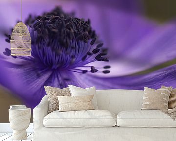 Swaying. Close up of a purple Anemone.