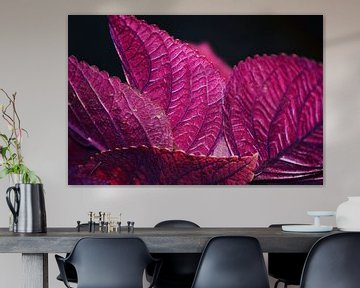Roze/paarse plant uit Indonesië van Julian Oude Maatman