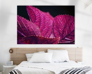 Roze/paarse plant uit Indonesië van Julian Oude Maatman