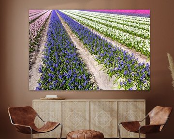 hyacinths by eric van der eijk