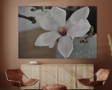 Bloem van magnolia boom sur Anneke Wever