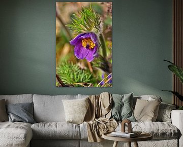 Pulsatilla - Pasque,