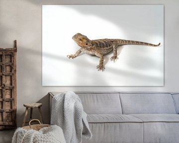 Bearded Dragon sur Ton van Buuren