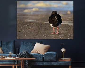 Oystercatcher by Thijs Schouten