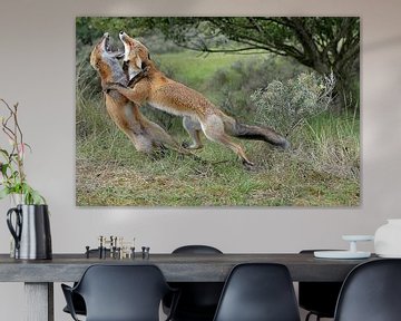 Fighting Red foxes in dunes at Vogelenzang (NL) sur Linda Manzaneque