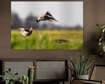 Mating Godwits