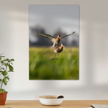 Parende Grutto's in de Alblasserwaard in het laatste avondzonnetje van de dag. In de Donkse Laagten