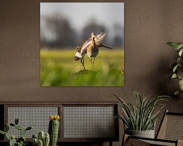 Mating Godwits