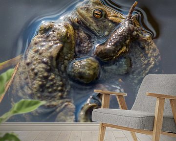Mating Toads von noeky1980 photography