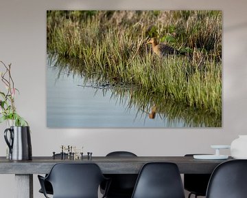 Godwit with reflection in the water sur noeky1980 photography