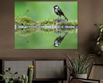 Wet great tit