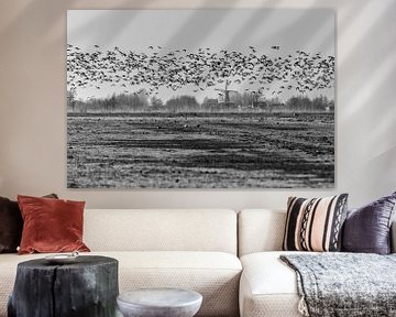 Canadian Geese in The Netherlands sur noeky1980 photography