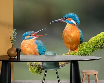 Kingfisher by Kingfisher.photo - Corné van Oosterhout