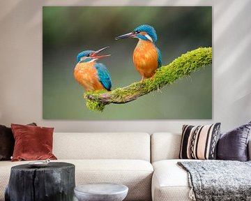 Eisvogel von Eisvogel.land - Corné van Oosterhout
