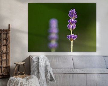 Lavender flower by Thijs Schouten