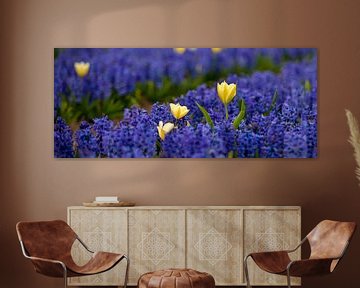 Tulpen in een hyacinten veld 01 van Arjen Schippers