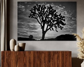Joshua Tree by Peter Bongers