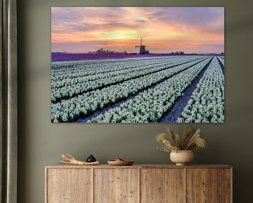 Dutch bulb fields in bloom by eric van der eijk