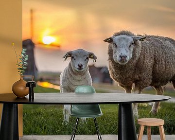 Spring lamb by Chris Snoek