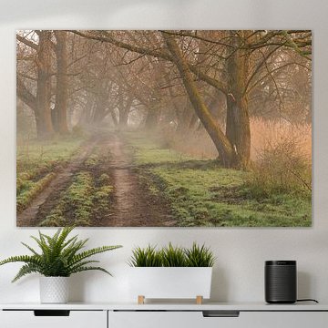 Bospad in de mist bij zonsopkomst