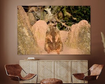 Meerkats by Marcel Ethner