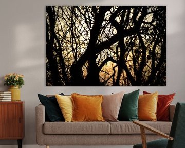 Trees in Sunset