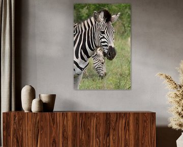Zebra by LottevD