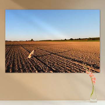 Dog and Long Shadows