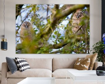 Bosuiltjes in de boom van Dexter Reijsmeijer