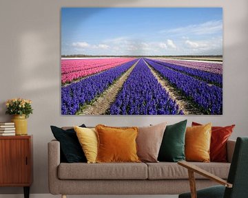 Blue en pink hyacinths