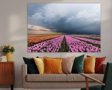 Thunderclouds over a field of colorful tulips 