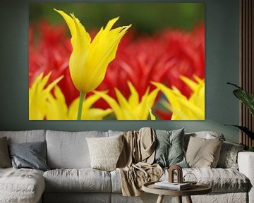 Gele en rode tulpen in de Keukenhof van de buurtfotograaf Leontien