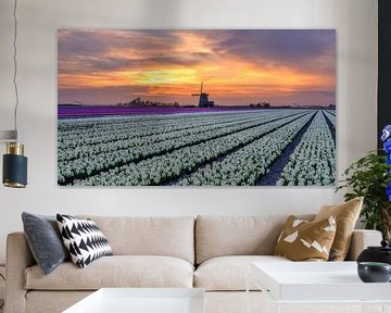 bulb field in bloom during sunset by eric van der eijk