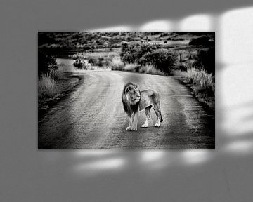 Männlicher Löwe auf Sandstraße in Afrika von Paul Piebinga
