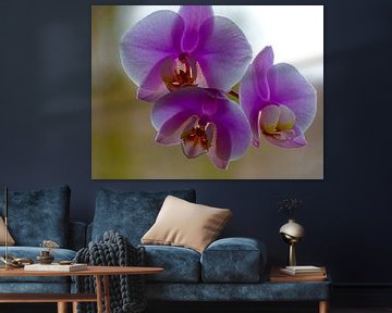 Orchid von Sandra de Moree