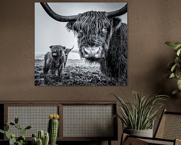 Schotse Hooglanders van Martijn van Dellen