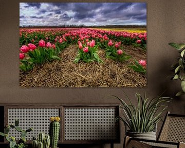 Hollands tulpen landschap van Dennisart Fotografie