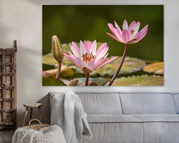 Water lily on a lagoon