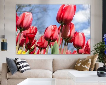 Rode tulpen sur Sander RB