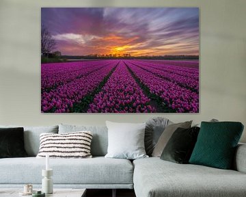 Herrlicher Sonnenuntergang in ein Tulpenfeld in Vogelenzang (Niederlande)