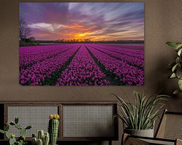 Herrlicher Sonnenuntergang in ein Tulpenfeld in Vogelenzang (Niederlande) von Ardi Mulder