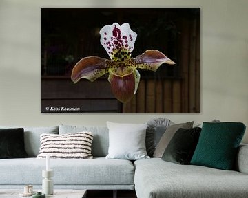 Orchidee de Venusschoentje by Koos Koosman