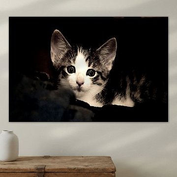 Neugieriges Katzenkind