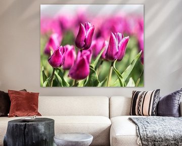 tulipes néerlandais sur Alex Hiemstra