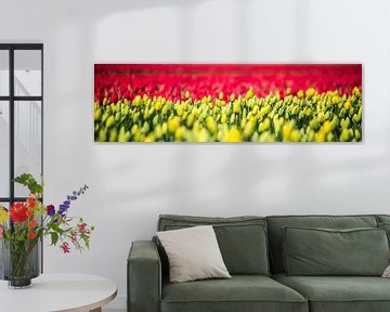 tulipes néerlandais sur Alex Hiemstra