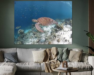 Zeeschildpad by Ruud Cloosterman