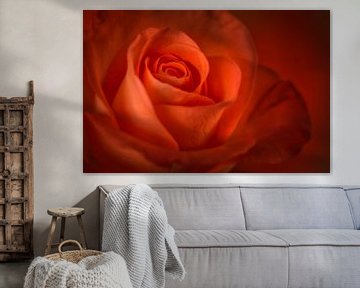 Rot/Orange Rose von Ellen Driesse
