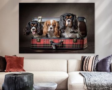 dogs in a suitcase von Bob Van Hoyweghen